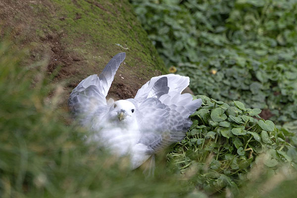 Photo de One of the few birds on the east coast of GrímseyGrímsey - Islande