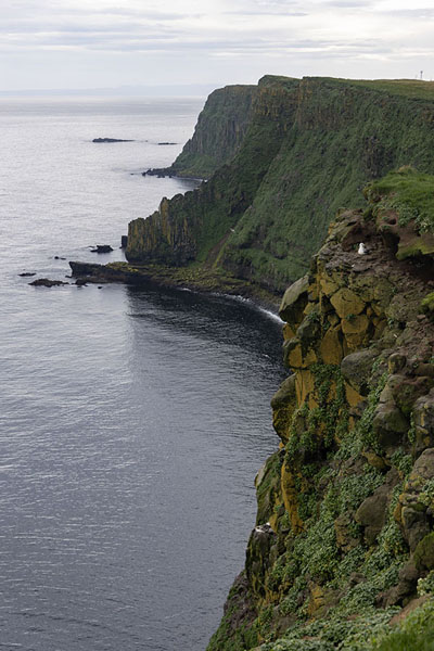 Foto de Steep cliffs on the north side of Grímsey islandGrímsey - Islandia