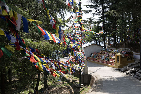 Foto van Prayer flags hanging from trees along the kora circuitDharamshala - India