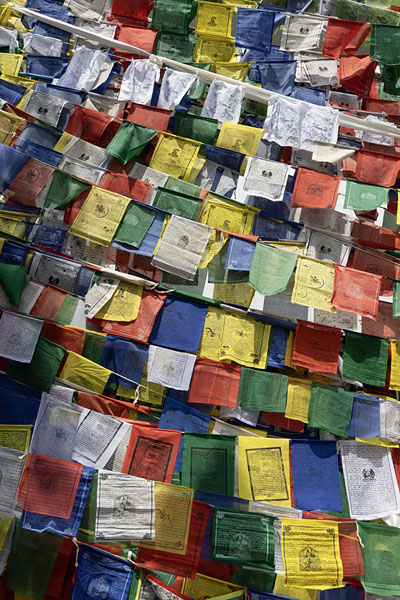 Foto di Colourful prayer flags along the kora circuitDharamshala - India