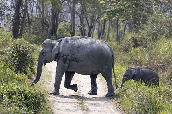 Picture of Elephant crossing with baby in Kaziranga National Park (Kaziranga, India)