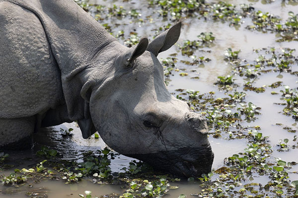 Photo de Close-up of a rhino in Kaziranga National ParkKaziranga - Inde