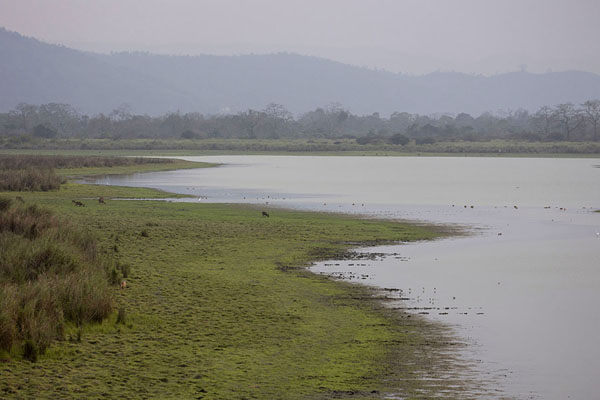 Photo de Looking out over one of the lakes inside Kaziranga National ParkKaziranga - Inde