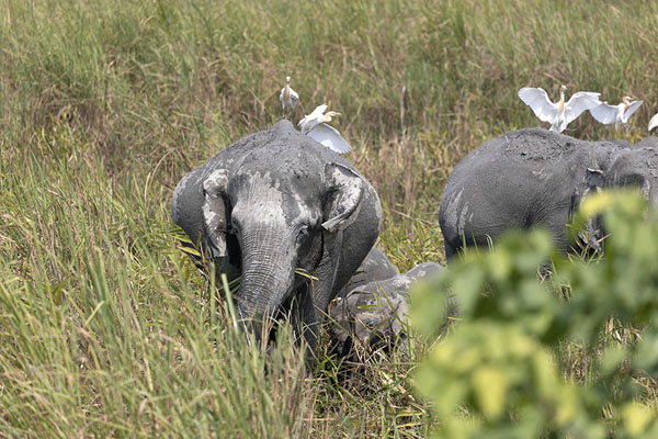 Foto de Herd of elephants with white birds on the backsKaziranga - India