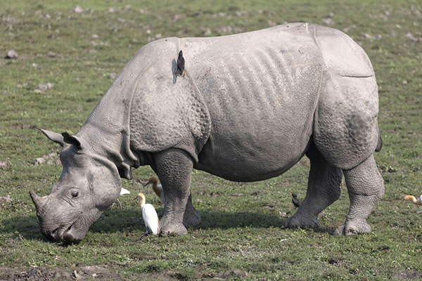 Grazing Great Indian One-horned Rhino grazing in Kaziranga National Park | Kaziranga National Park | Inde