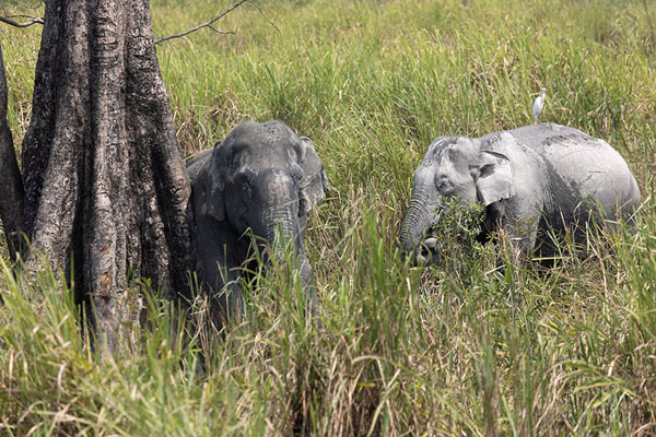 Foto de Elephants at a tree trunk in Kaziranga National ParkKaziranga - India