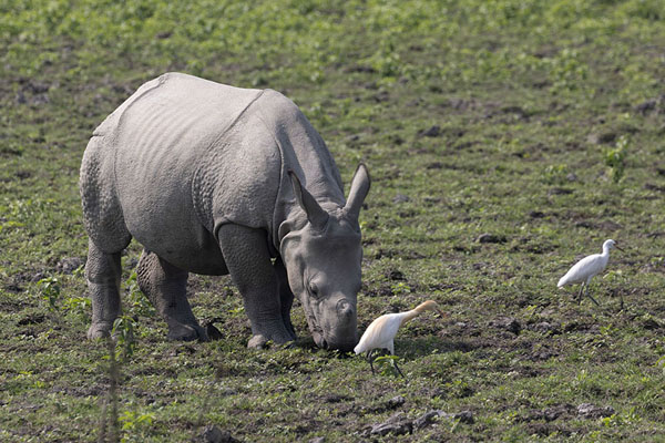 Rhino with birds on a grassy field in Kaziranga National Park | Kaziranga National Park | Inde