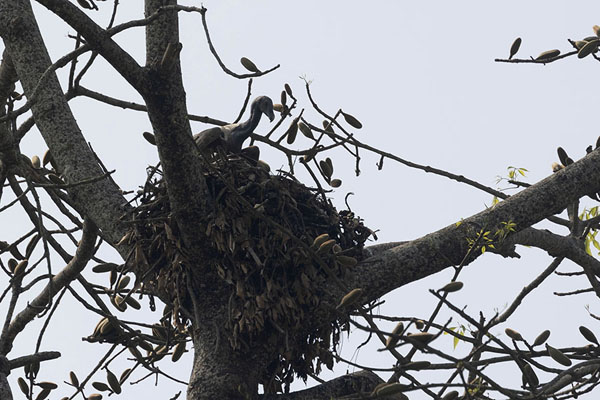 Foto de Vulture sticking his head out of its nestKaziranga - India