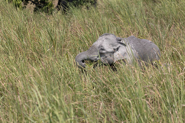 Picture of Elephant in high grass in Kaziranga National ParkKaziranga - India