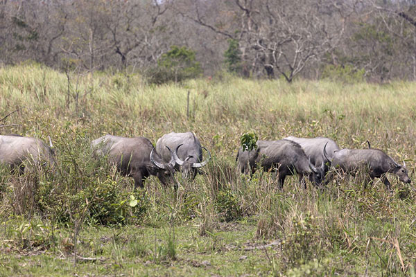 Photo de Herd of buffaloes in KazirangaKaziranga - Inde