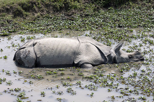 Foto di Great Indian one-horned rhino in a pond in KazirangaKaziranga - India