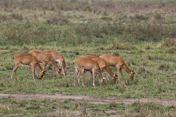 Picture of Kaziranga National Park (India): Grazing deer in Kaziranga National Park