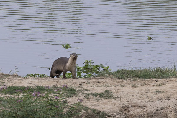 Foto di Otter on the banks of a small lake in KazirangaKaziranga - India