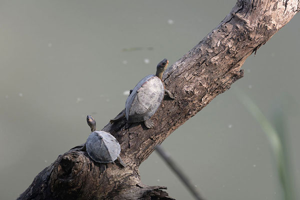 Foto de Two turtles on a trunk in a lake in Kaziranga National Park - India - Asia