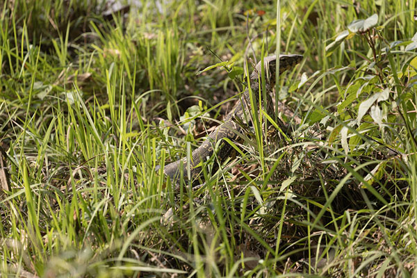 Foto de Monitor lizard with his head up in the grass of Kaziranga - India - Asia