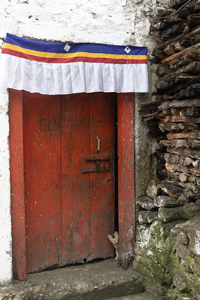 Cat peeking around a door in one of the many buildings in the residential area of Tawang monastery | Monastero di Tawang | India