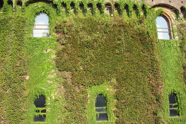 Picture of Walls overgrown with climbing plants on Castello Sforzesco (Milan, Italy)