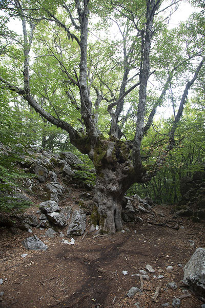 Picture of Pizzo Carbonara (Italy): One of the old trees on the slopes of the mountain