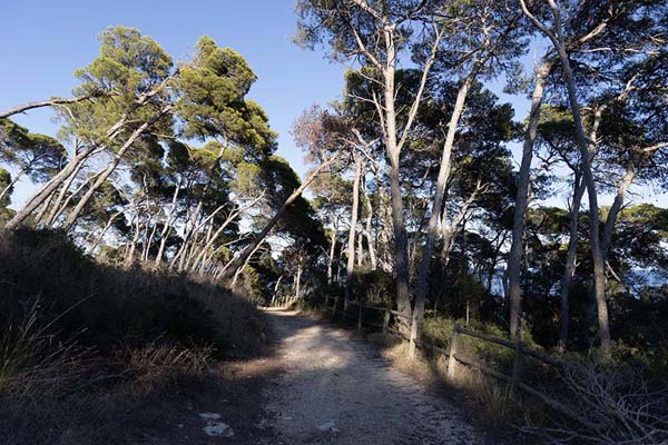 Picture of Pines overgrowing a trail on the main island of San DominoTremiti - Italy