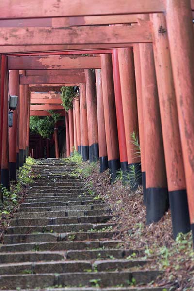 Row of torii over stairs in Koyasan | Koyasan | Giappone