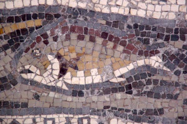 Fish in a river | Madaba Mosaic churches | Jordan