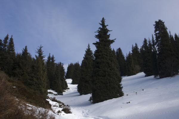 Picture of Kim-Asar hiking (Kazakhstan): Snowy slope in Kim-Asar valley