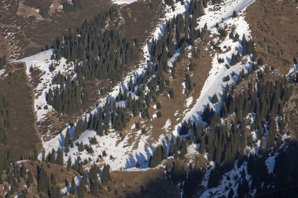 Picture of Kim-Asar hiking (Kazakhstan): Snow and trees on the mountains around Kim-Asar valley