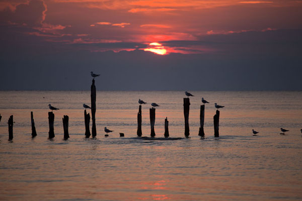 Picture of Seagulls resting on poles near Cape Kolka at sunrise (Slītere, Latvia)