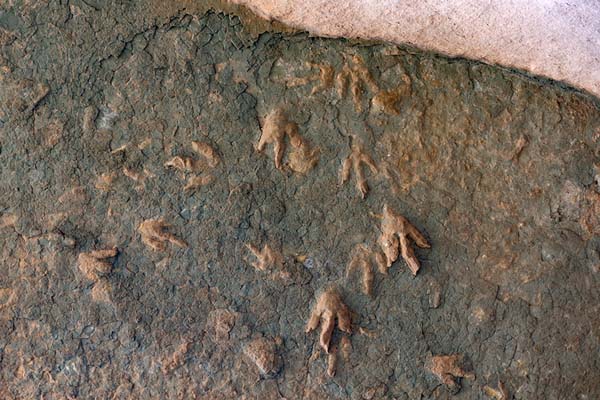 Foto di Close-up of dinosaur footprints in the mountain near TsikoaneTsikoane - Lesotho