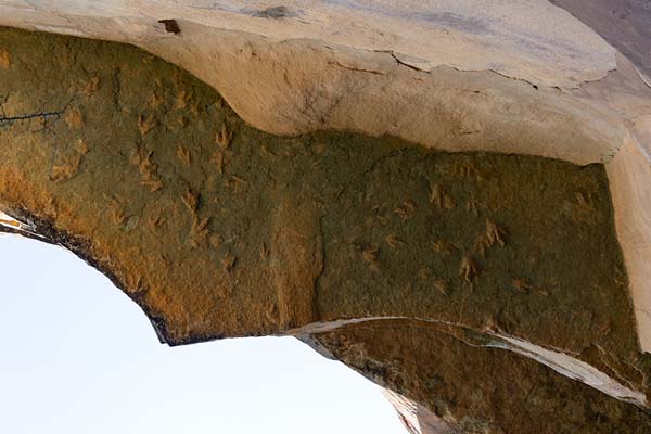 Foto di Close-up of the dinosaur footprints on a rocky overhang on the mountain above TsikoaneTsikoane - Lesotho