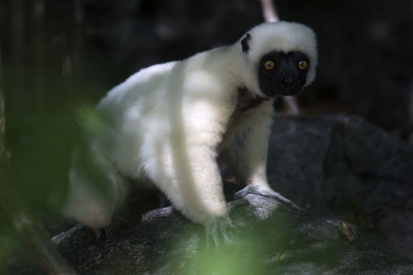 Decken's sifaka on the ground in the Great Tsingy forest | Lemurs | Madagascar