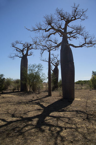 Picture of Madagascar baobabs (Madagascar): Shadow of baobabs falling on the ground