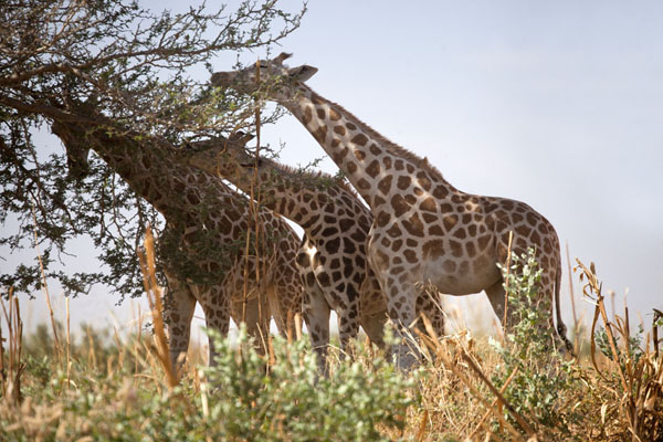 giraffes diet