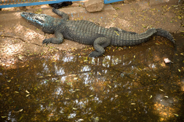 Foto de Crocodile with blue paint in a bassin in the National MuseumNiamey - Niger