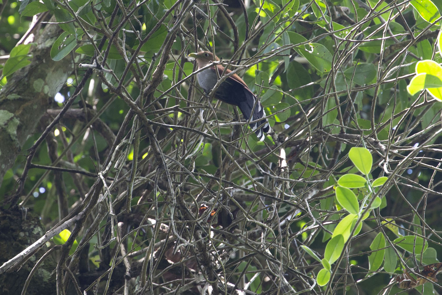 One of the many colourful birds in Soberanía NP | SoberanÃ­a National Park | Panama