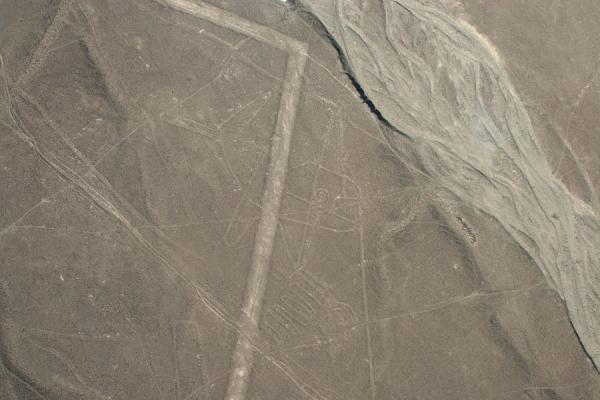 The Whale, straight lines and a dry riverbed | Linee di Nazca | Peru