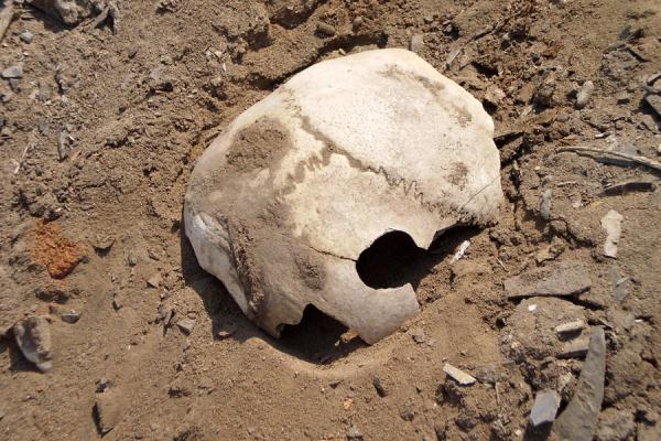 Photo de Part of a human skull near the ruins of PachacamacPachacamac - le PÃ©rou