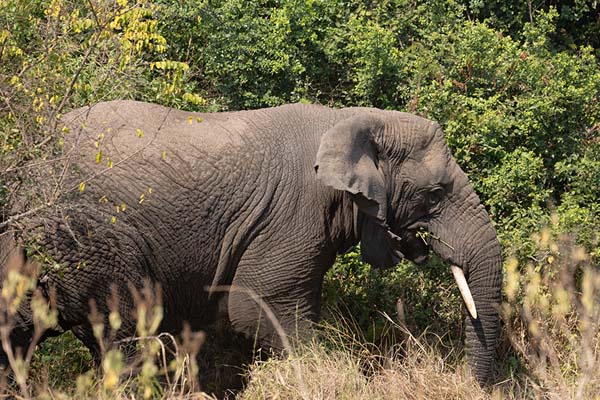 Elephant in Akagera National Park | Parque Nacional Akagera | Ruanda