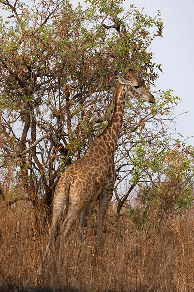 Giraffe under a tree in Akagera National Park | Parco Nazionale Akagera | Ruanda