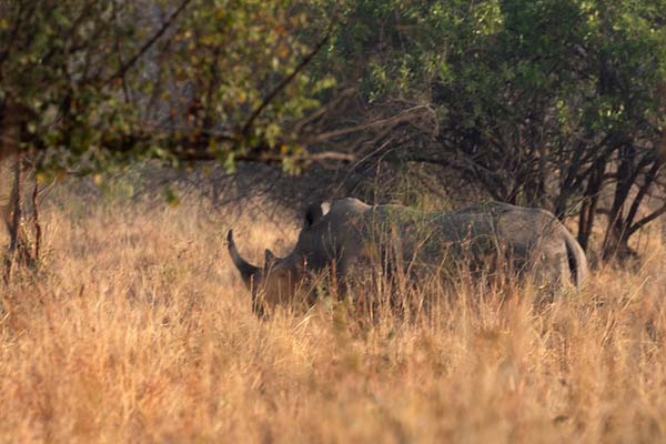 White rhino in the high grass of Akagera National Park | Parc National Akagera | Rwanda