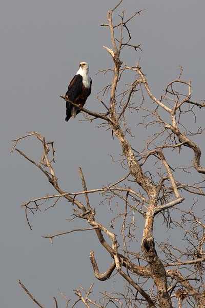 Photo de Fish eagle scanning the surroundings from a treeAkagera - Rwanda