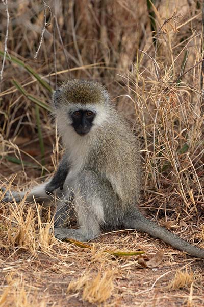 Picture of Vervet monkey sitting on the ground in Akagera National Park - Rwanda - Africa