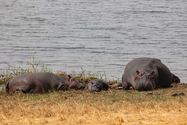 Picture of Family of hippos with baby on the banks of one of the lakes in AkageraAkagera - Rwanda