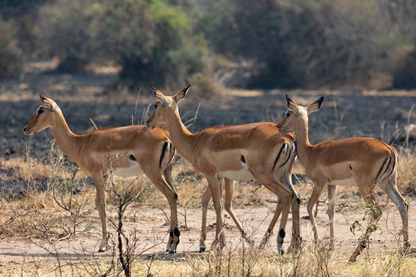 Foto van Group of impalas in AkageraAkagera - Rwanda