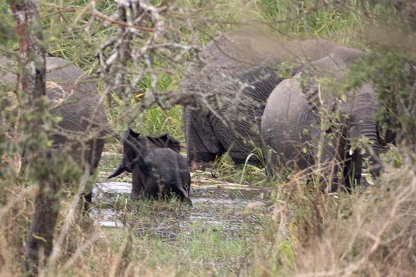 Baby elephant in a herd of elephants in the water in Akagera | Parque Nacional Akagera | Ruanda