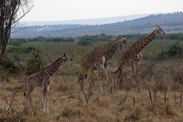 Photo de Giraffes in the northern section of AkageraAkagera - Rwanda