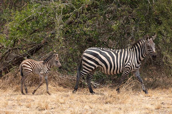 Mother and young zebra in Akagera | Parc National Akagera | Rwanda