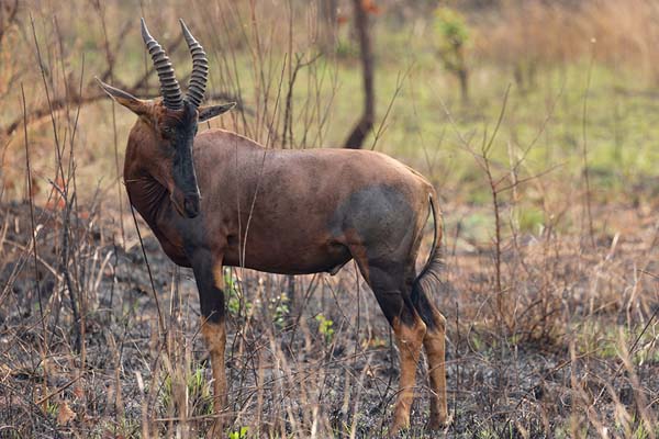 Picture of Topi looking around in AkageraAkagera - Rwanda