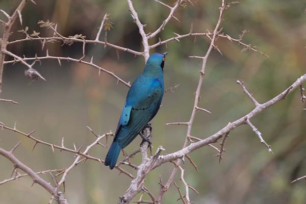 Photo de Turquoise bird in a tree in Akagera - Rwanda - Afrique