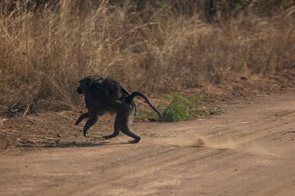 Foto di Mother baboon with baby on her backAkagera - Ruanda